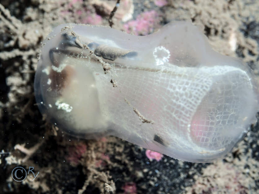 Clavelina lepadiformis -- light bulb sea squirt