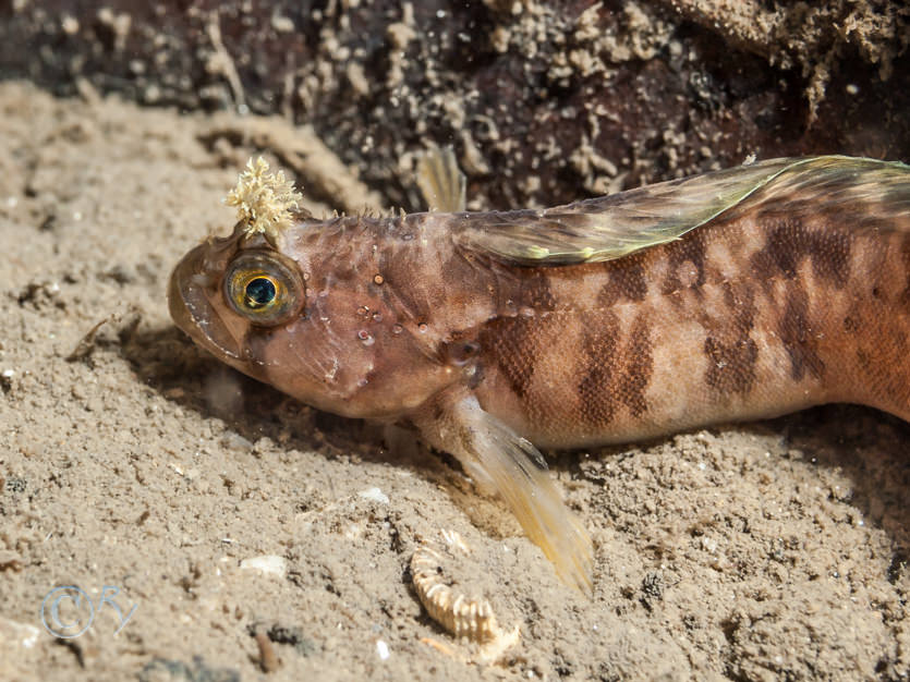 Chirolophis ascanii -- Yarrell's blenny