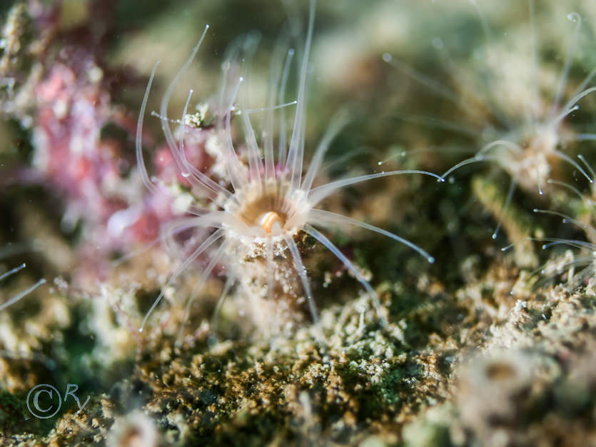 Epizoanthus couchii -- sandy creeplet