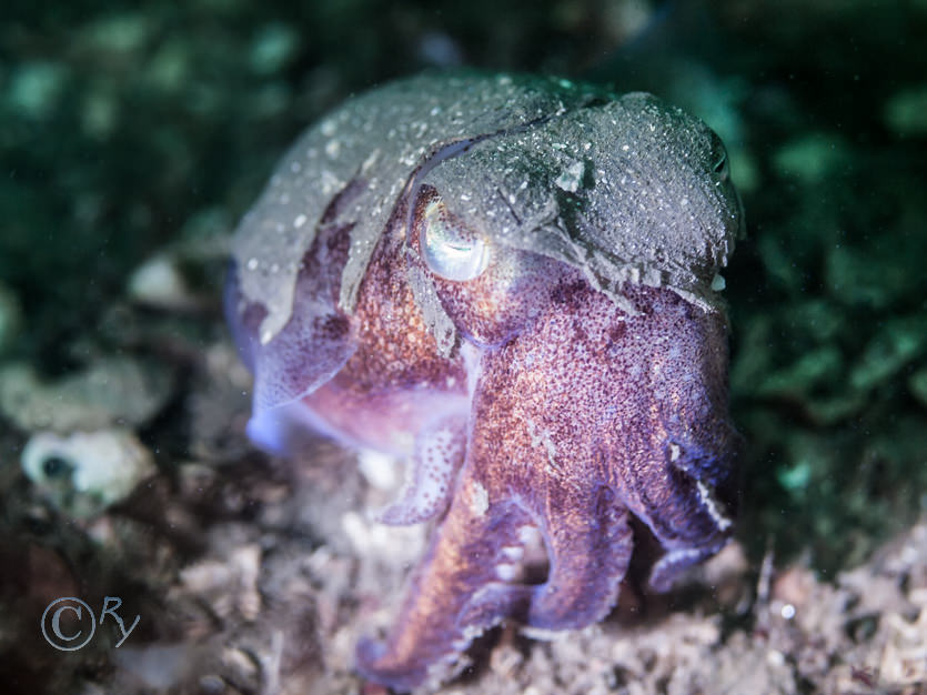 Rossia macrosoma - Stout Bobtail Squid