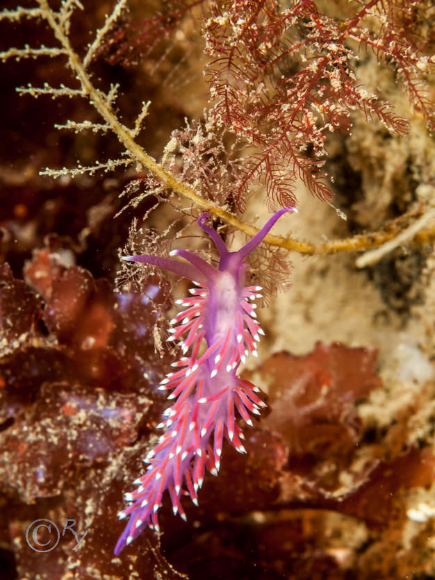 Flabellina pedata -- violet sea slug