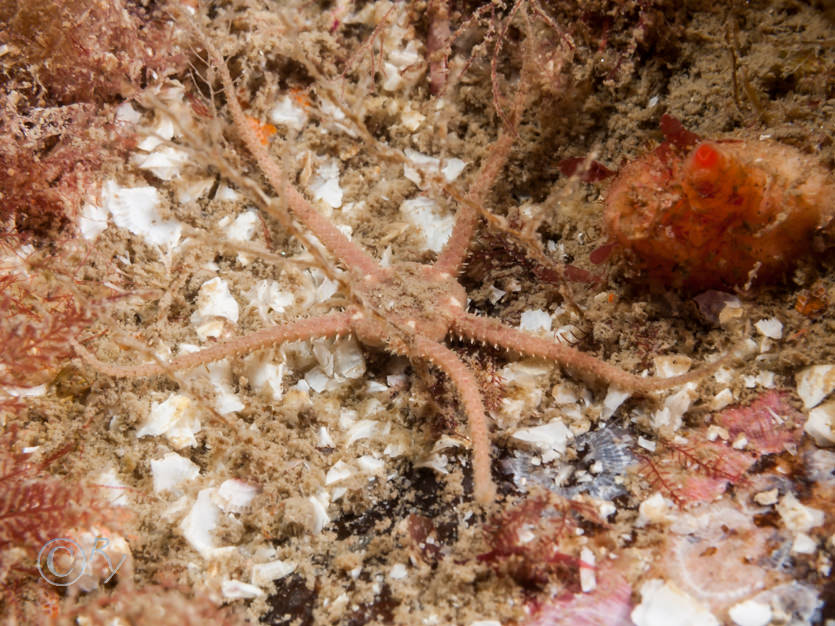 Ophiura ophiura -- sand brittlestar