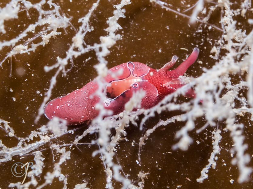 Aplysia punctata -- sea hare