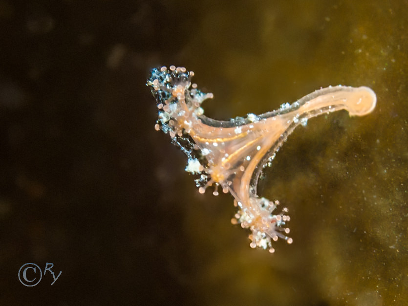 Lucernariopsis campanulata -- Stalked Jelly