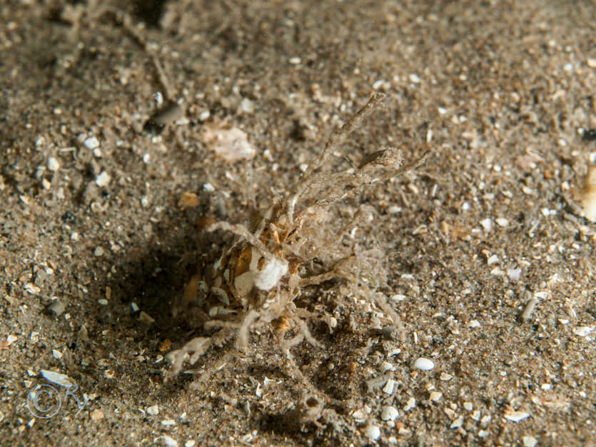 Lanice conchilega -- sand mason worm