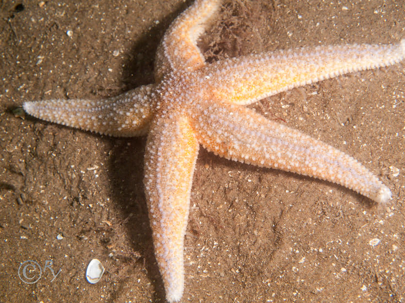 Asterias rubens -- common starfish