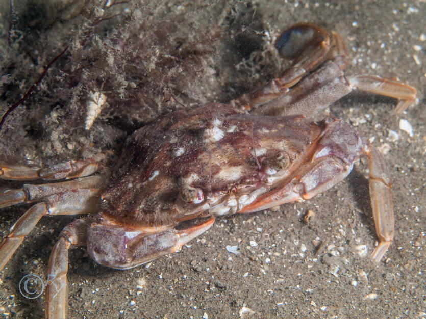 Liocarcinus depurator -- harbour crab