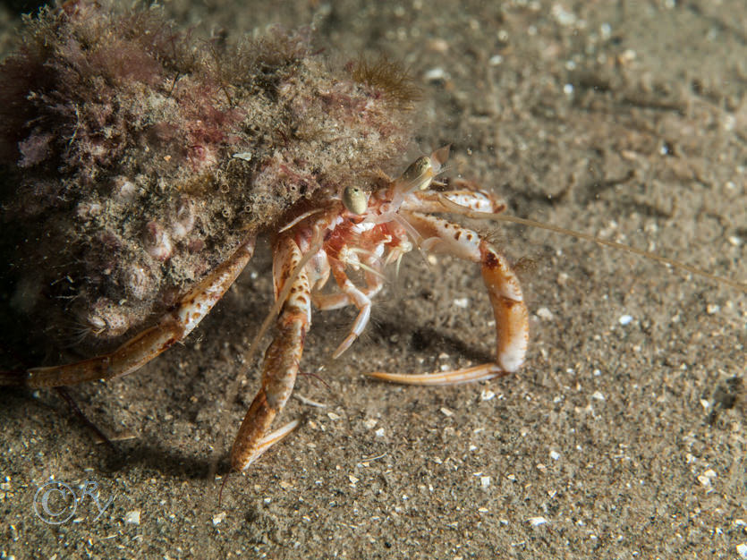 Pagurus bernhardus -- common hermit crab