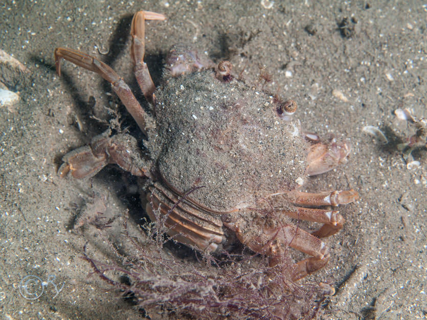 Liocarcinus depurator -- harbour crab