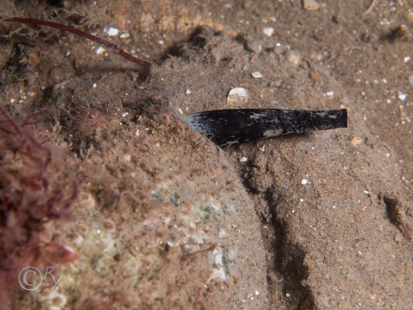 Buccinum undatum -- common whelk  buckie