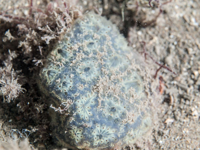 Botryllus schlosseii -- star sea squirt