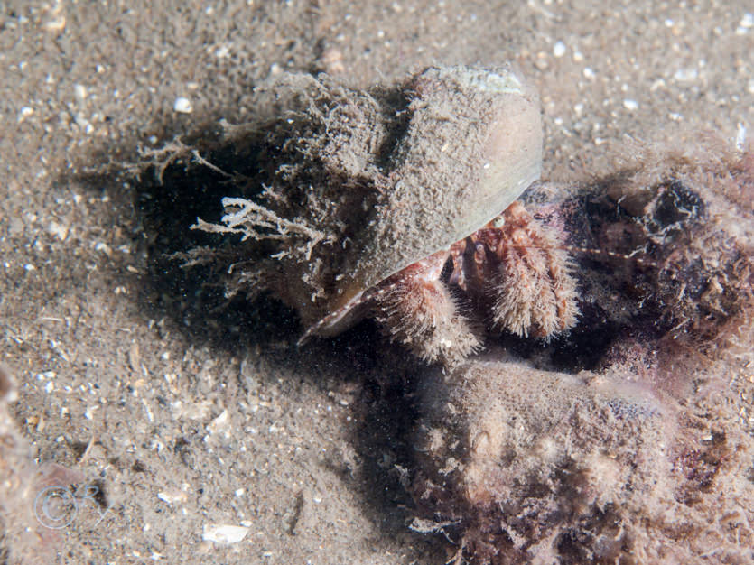 Pagurus prideaux -- anemone hermit crab