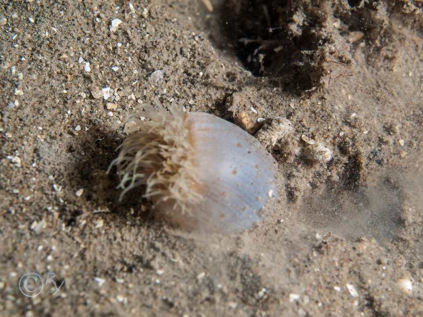 Sagartiogeton undatus