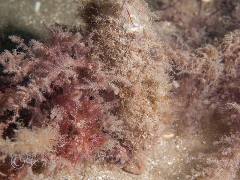 Ascidiella scabra, Heterosiphonia japonica