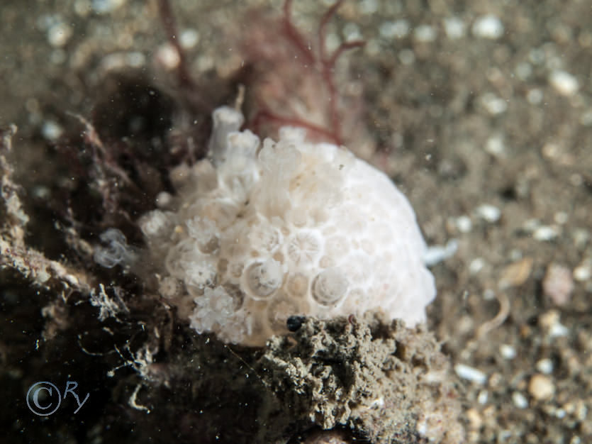 Alcyonium digitatum -- dead men's fingers