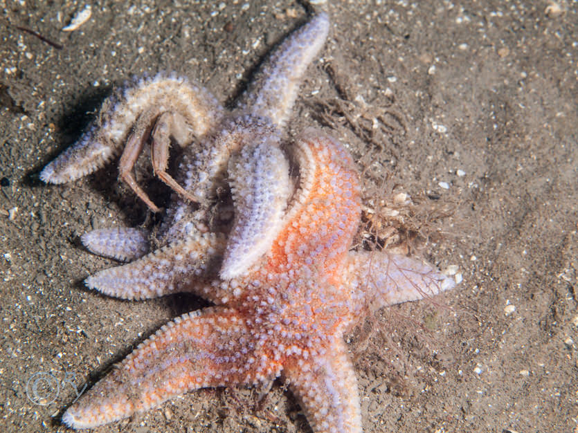 Asterias rubens -- common starfish