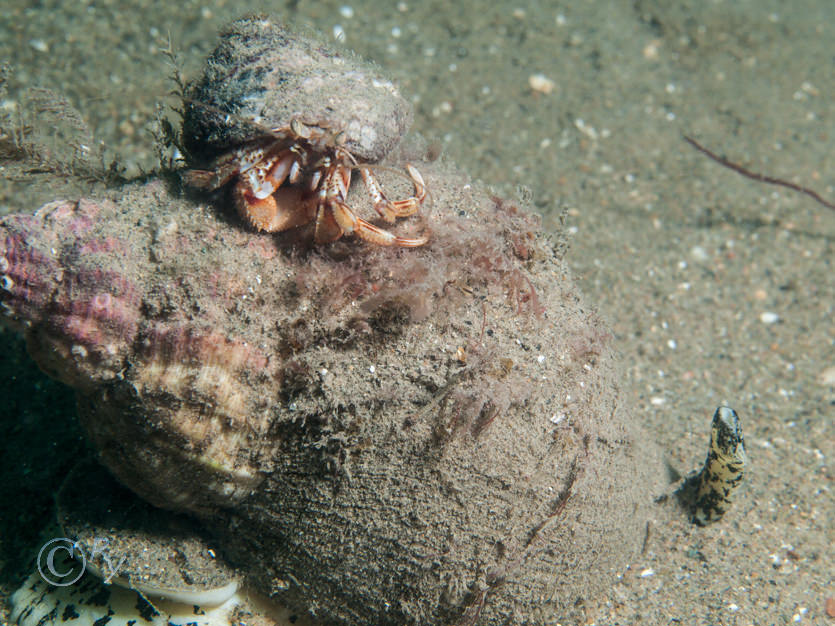 Buccinum undatum -- common whelk  buckie, Pagurus bernhardus -- common hermit crab