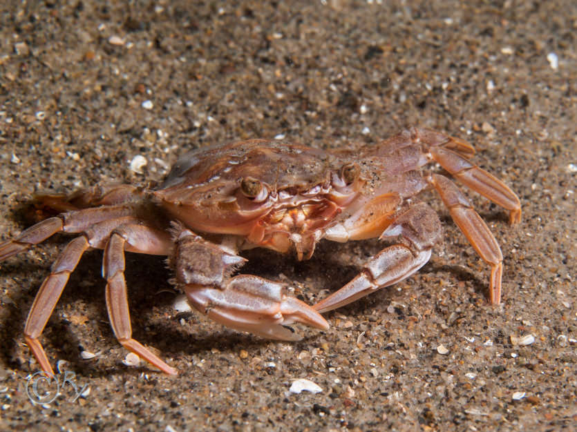 Liocarcinus depurator -- harbour crab
