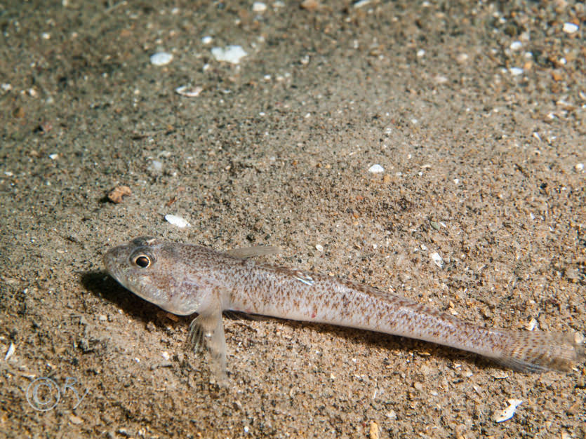 Pomatoschistus minutus -- sand goby