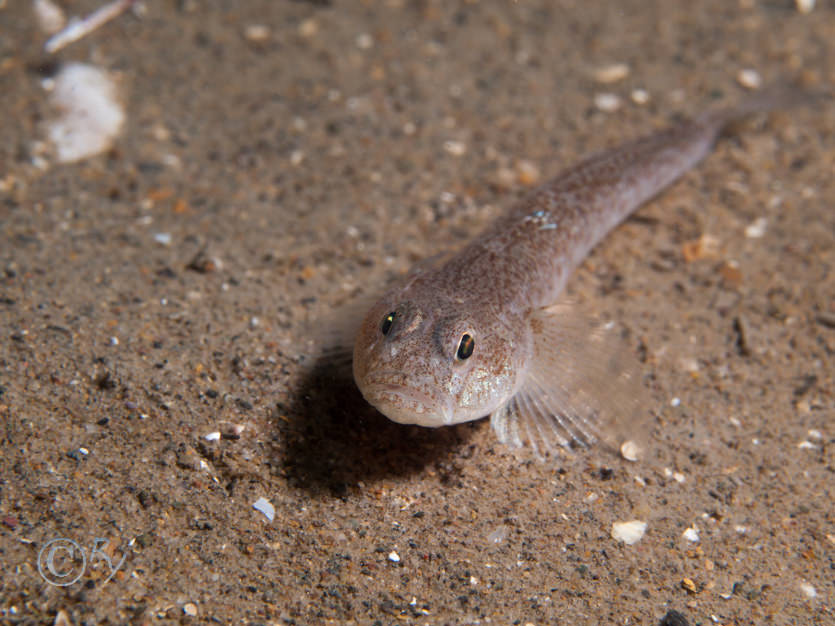 Pomatoschistus minutus -- sand goby