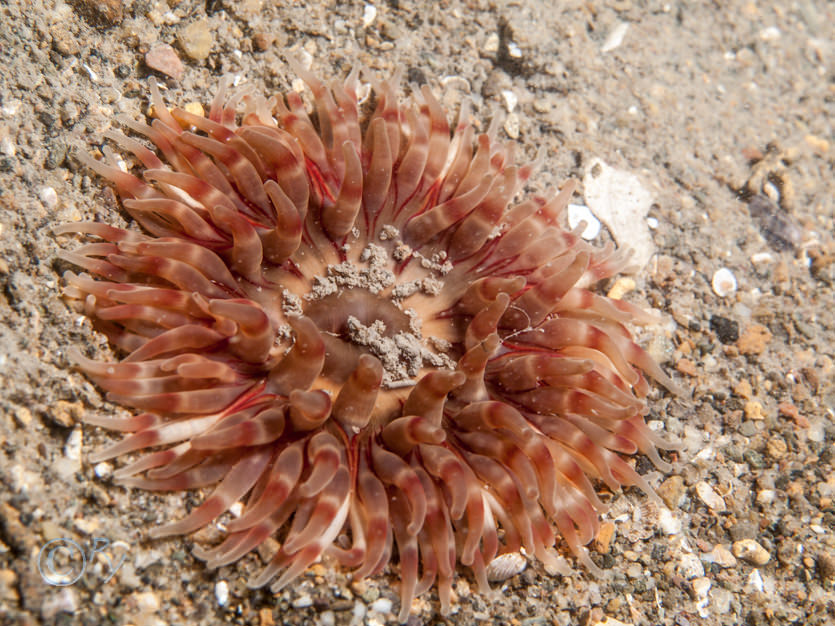 Urticina felina -- dahlia anemone