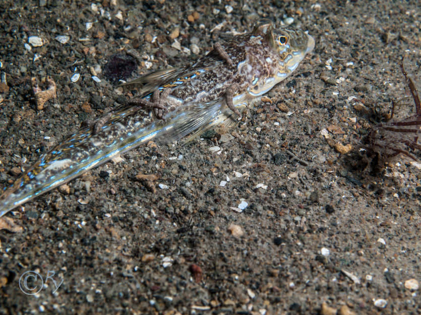 Callionymus reticulata -- reticulated dragonet, Pontobdella sp.