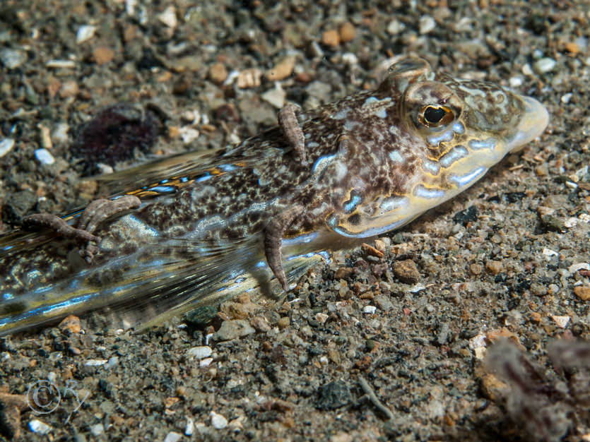 Callionymus reticulata -- reticulated dragonet, Pontobdella sp.