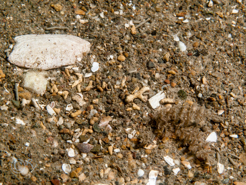 Bugula spp -- spiral bryozoans, Maerl indet -- maerl not identified to species