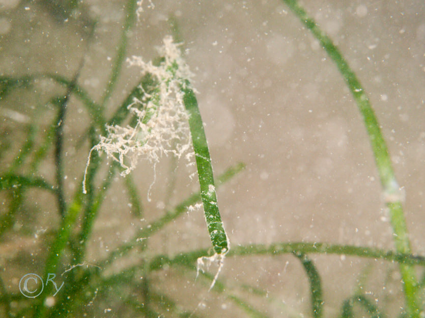 Zostera marina -- eel grass  sea grass