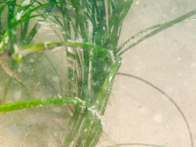 Zostera marina -- eel grass  sea grass