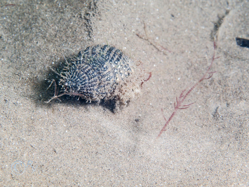 Hinia reticulata -- netted dog-whelk