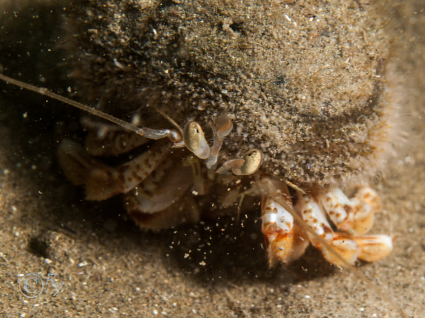 Pagurus bernhardus -- common hermit crab