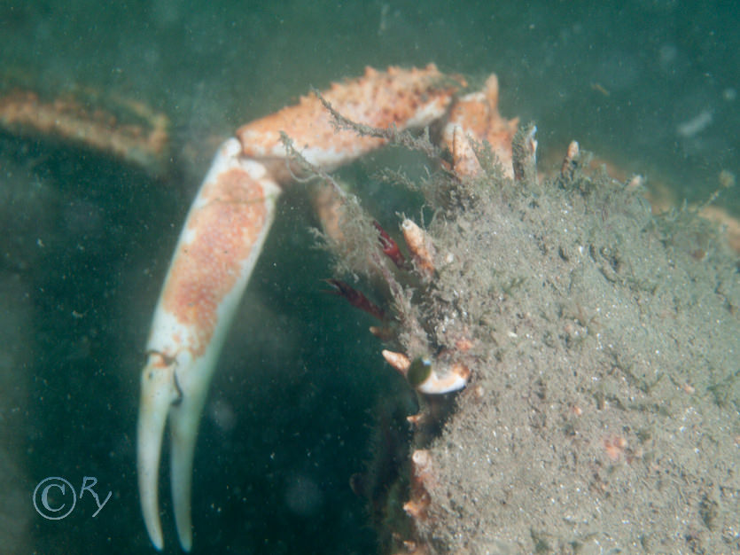 Maja squinado -- spiny spider crab