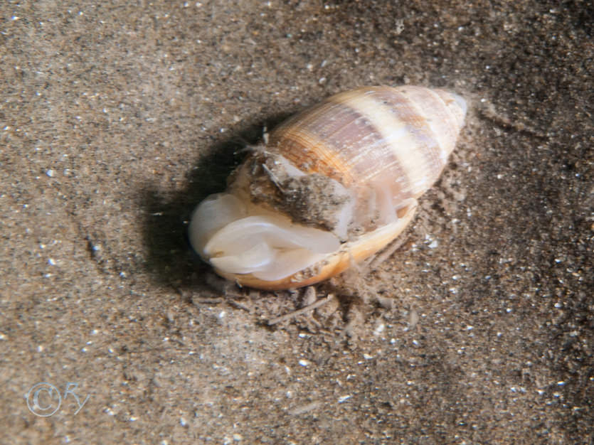 Acteon tornatilis