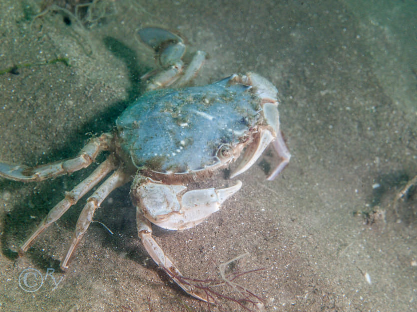 Liocarcinus depurator -- harbour crab