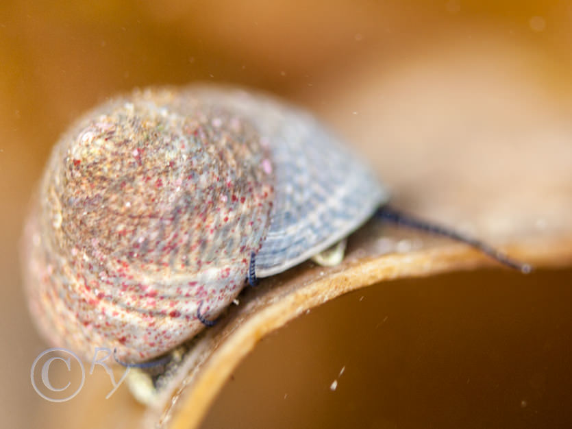 Gibbula cineraria -- grey top shell