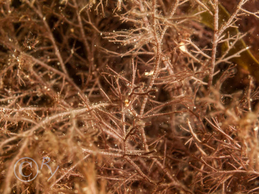 Ceramium spp.