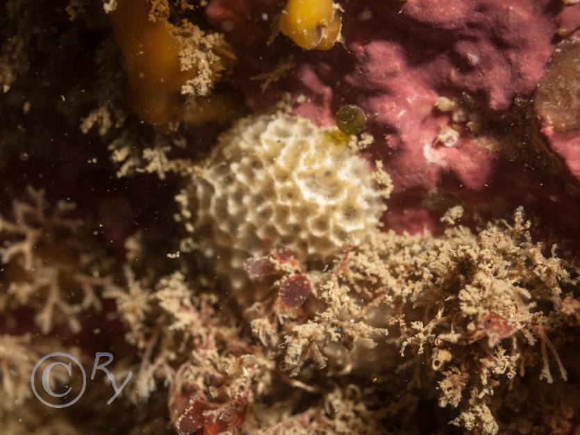 Dysidea fragilis -- goosebump sponge