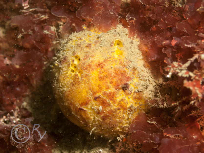 Tethya citrina  -- golf ball sponge