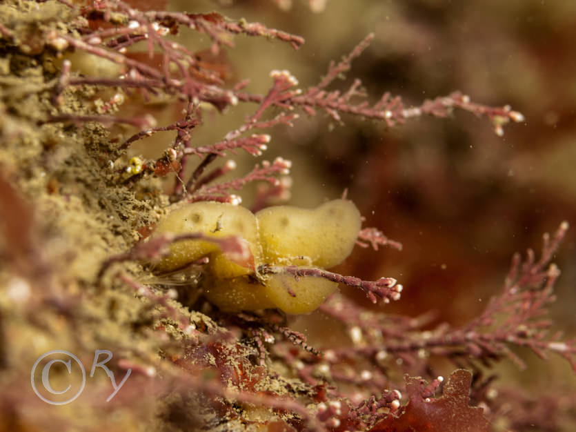 Corallina officinalis -- coral weed