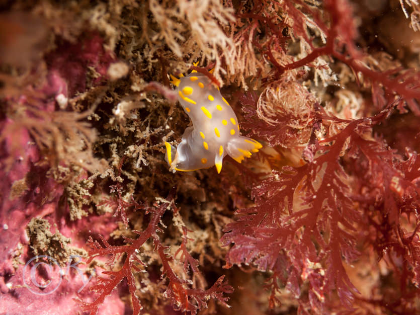 Polycera quadrilineata