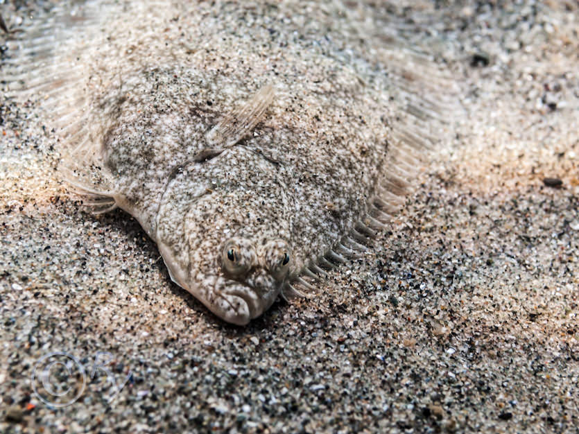 Platichthys flesus -- flounder