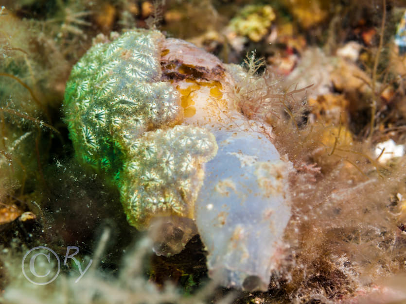 Botryllus schlosseii -- star sea squirt