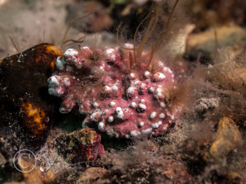 Pink encrusting algae