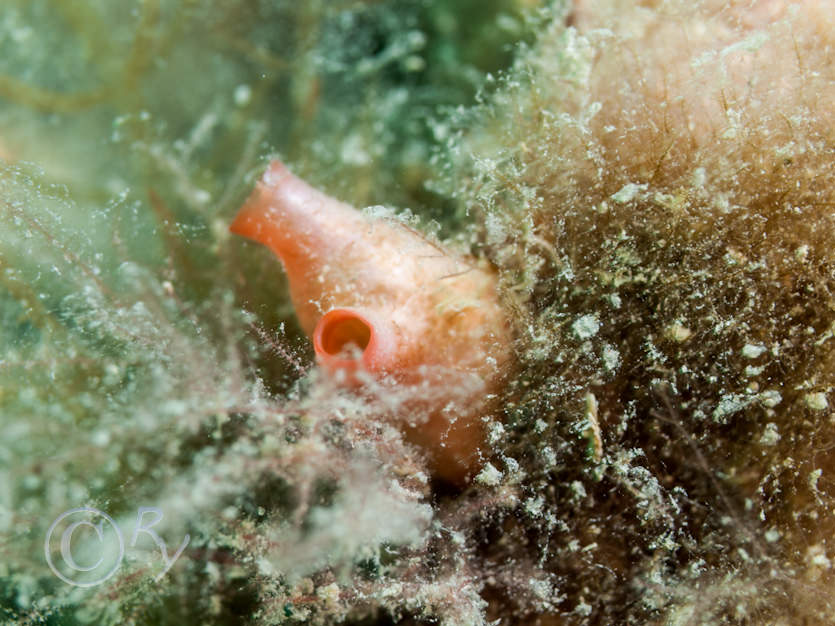 Polycarpa scuba -- teapot sea squirt