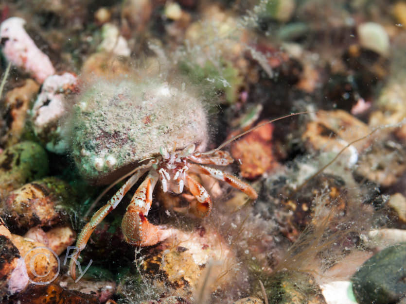 Pagurus bernhardus -- common hermit crab