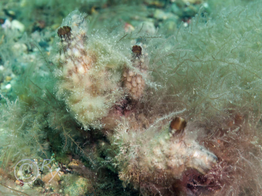 Styela clava -- leathery sea squirt