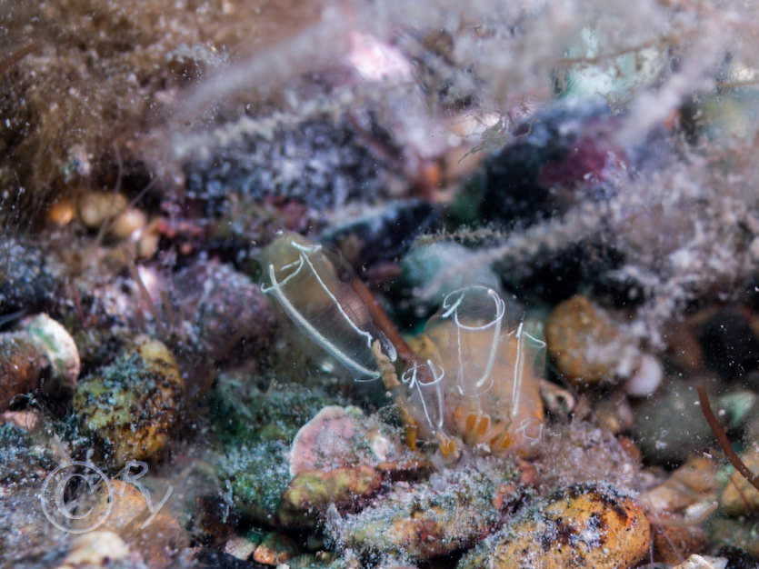 Clavelina lepadiformis -- light bulb sea squirt
