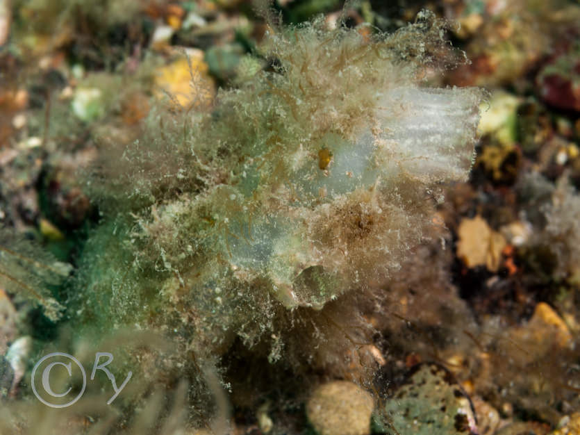 Ascidiella aspersa -- fluted sea squirt