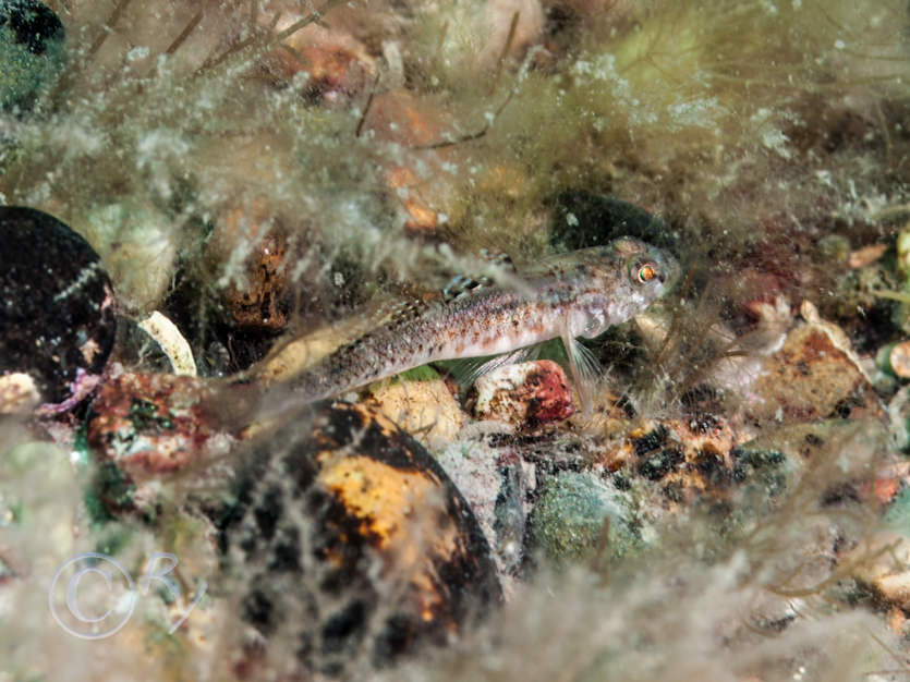 Pomatoschistus pictus -- painted goby